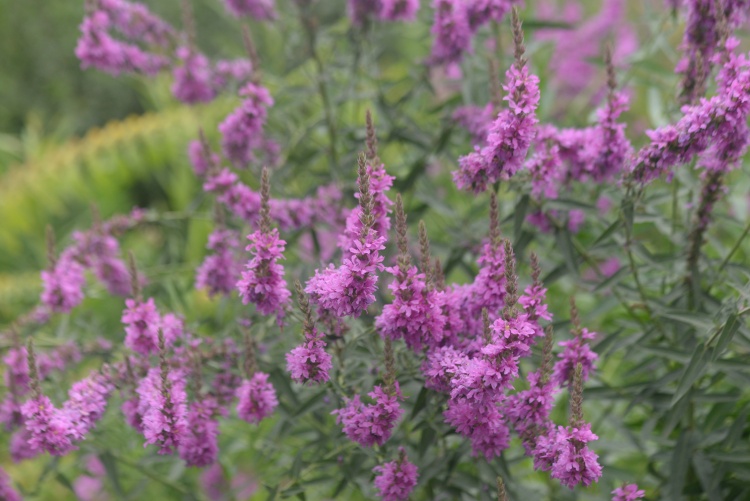 1754300506437685.jpg 0OB_1067.JPG