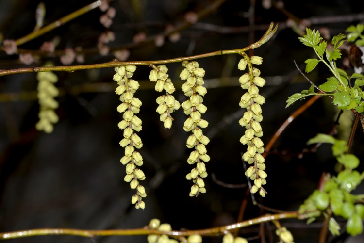 1756113275730498.jpg _0OB0607.JPG