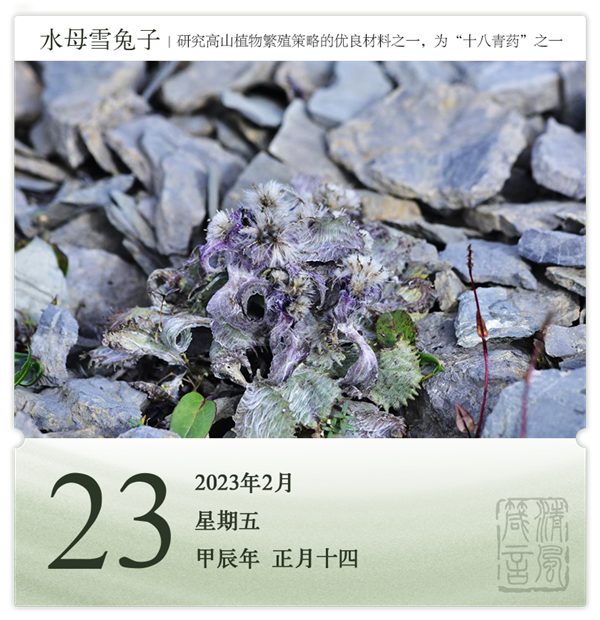 箴历日历2-23.png