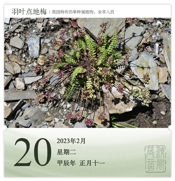 1708311772976750.png 箴历日历2-20.png